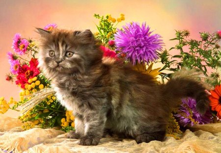 Sweet kitten for Magarita - flowers, black, grey, white, purple, kitten, green, pink