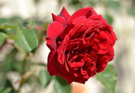 Pretty red rose - rose, flower, photography, red