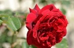 Pretty red rose