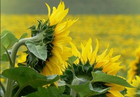 *** They look like the sun *** - sunflowers, nature, yellow, green, color, floers