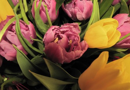 *** TULIPS *** - tulips, pink, flowers, yellow, nature, color