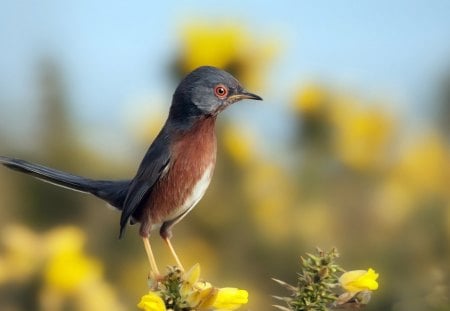 *** Curious bird *** - color, grey, animals, birds