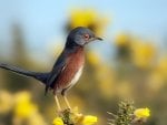 *** Curious bird ***