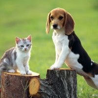 beagle says dogs rule kitty says I rule