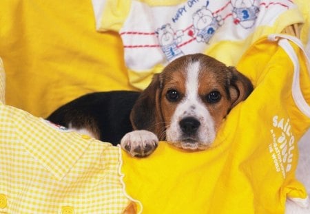 its the weekend but still tired - beagle, loveable, adorable, cute