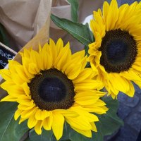 Market fresh SunFlowersâ™¥