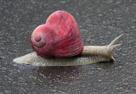 Home LOVE homeâ™¥ - love, home, forever, snail, always, animals, heart, red