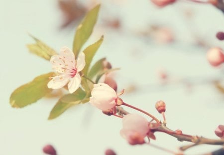 In the morning Sun - morning, sky, soft, sun, spring, nature, pastel, sweet, colors