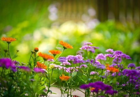 Beautiful Flowers - pretty, summer, splendor, grass, flowers, colorful flowers, purple, orange flowers, bokeh, purple flowers, beautiful, summer time, beauty, colors, lovely, colorful, nature, green, peaceful