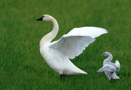 Follow Me - goose, cute, white, fly