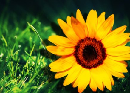 Forever..in a dream♥ - warm, always, yellow, forever, sunshine, love, dream, wait, fresh, nature, sunflower, green, bright, sun