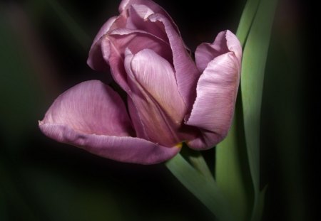 Single and preciousâ™¥ - purple, precious, flowers, tulip, single, nature, green