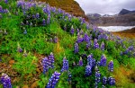 LUPINE MOUNTAIN