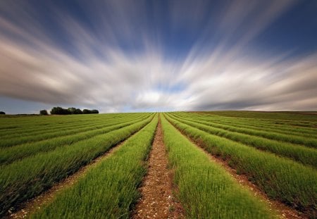 Straight field - scenery, green, field, straight