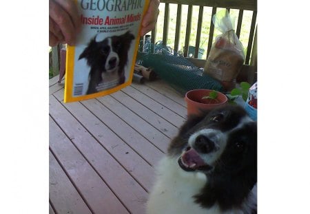 Kip - watch dog, sheep herding, border collie, smart dog