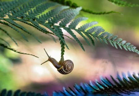 Shouted help - nature, love, snail, forest, help, green, wonderful, plants