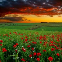 Poppies Field