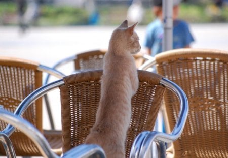 curiosity - chair, cat, animals, curiosity