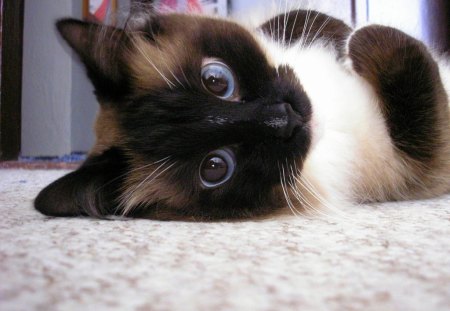 sweet kitten - cat, eyes, kitten, little