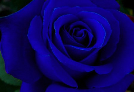 Blue!Blue!Blue! - leaves, rose, blue, flower