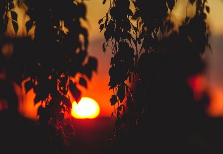 LATE EVENING - mood, foliage, landscape, branches, sunset, sun