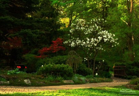 garden - white, green, shrubs, flower, walkway