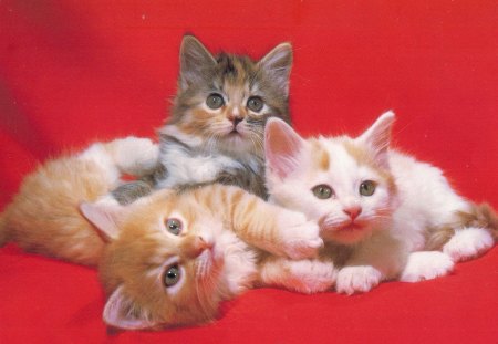 What is it? - paws, cute, kitten, red