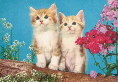 Two kittens - cute, kitten, flowers, log, twin