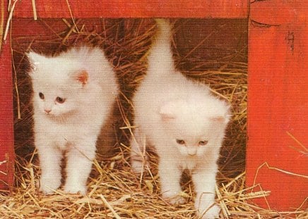 twin kittens - kitten, barn, cute, hay, twin