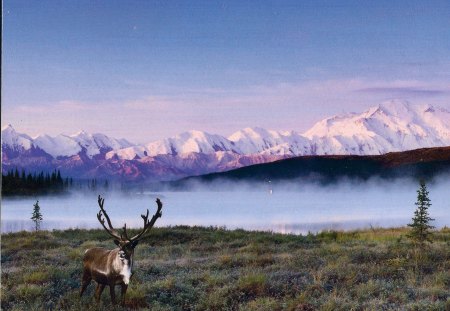 Caribou - lake, mountains, caribou, snow