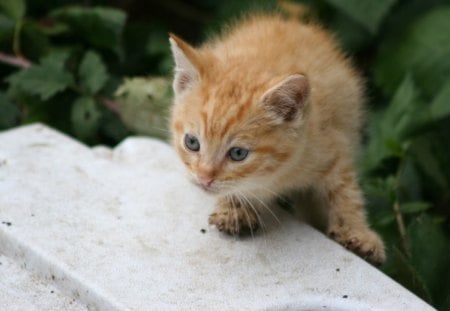 ginger kitty - kitten, ginger, little, cat, kitty