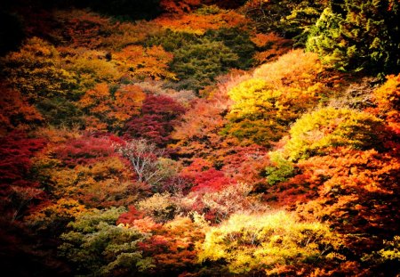 autumn garden - colourful, garden, nature, autumn