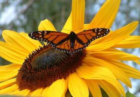 Together again - touch, yellow, summer, light, orange, flowers, nature, sunflower, monarch, autumn, bright