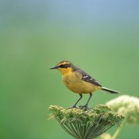 Beautiful Yellow Bird