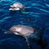 Frolicking Dolphins in Honduras