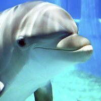 innocent faced cute dolphin