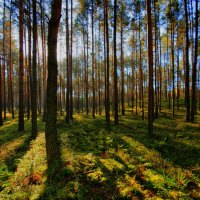 Sunbeams through Forest Trees