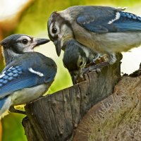 Jays on a Log