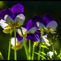 PANSIES