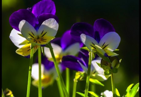 PANSIES - purple, dainty, blue, summer, gardens, flowers, plants, pansies