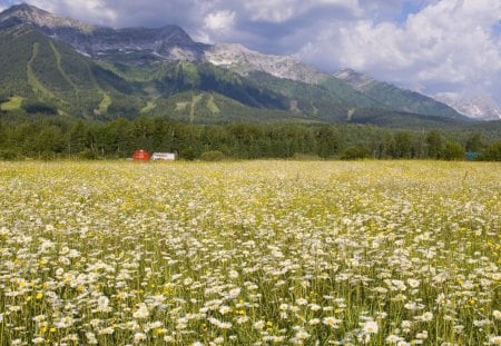 field of daisies in elk valley british columbia - farm, mountains, valley, flowers, field