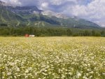 field of daisies in elk valley british columbia