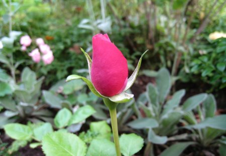 I found a little single rose in my garden... - green, color, garden, rose