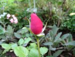 I found a little single rose in my garden...