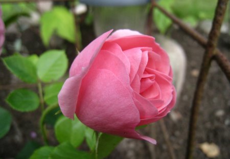 Pink dream in my garden.... - green, garden, rose, pink