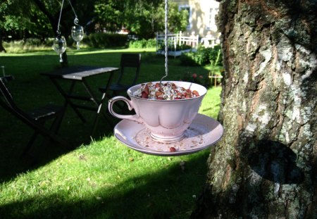 Food to the birds - tree, food, plate, grass, cup