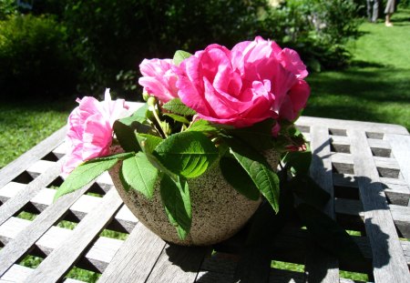 Still Life - roses, pink, table, pot, grass