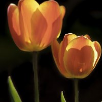 TRANSLUCENT TULIPS