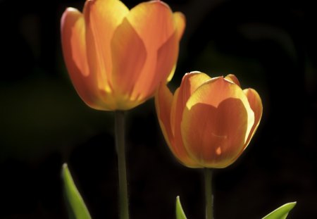 TRANSLUCENT TULIPS - tulips, orange, flowers, gardens, plants, black