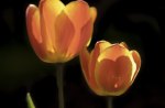 TRANSLUCENT TULIPS